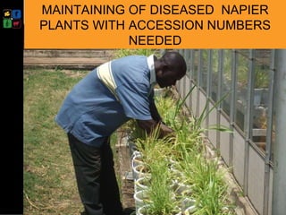 Developing management strategies for Napier stunt disease