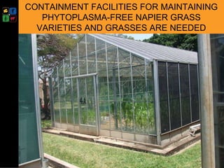 Developing management strategies for Napier stunt disease