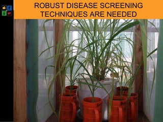 Developing management strategies for Napier stunt disease