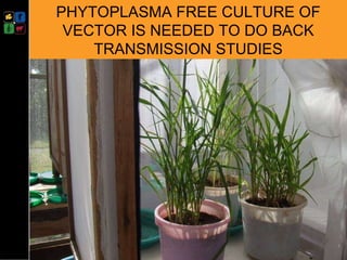 Developing management strategies for Napier stunt disease