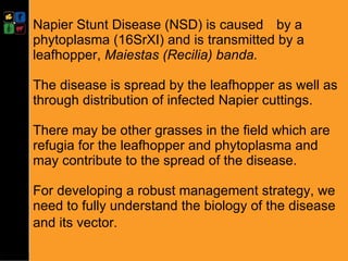 Developing management strategies for Napier stunt disease