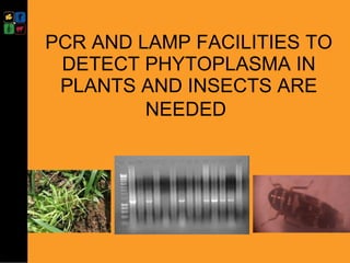 Developing management strategies for Napier stunt disease