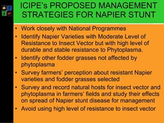 Developing management strategies for Napier stunt disease
