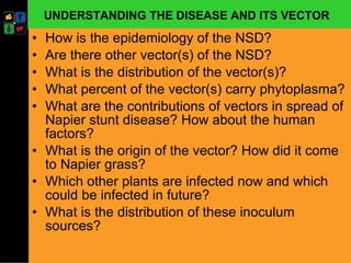 Developing management strategies for Napier stunt disease