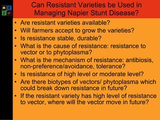 Developing management strategies for Napier stunt disease