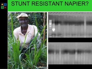 Developing management strategies for Napier stunt disease