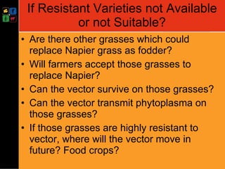 Developing management strategies for Napier stunt disease