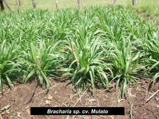 Developing management strategies for Napier stunt disease