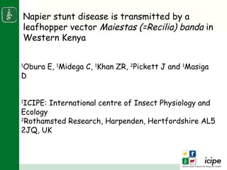 1 Obura E,  1 Midega C,  1 Khan ZR,  2 Pickett J and  1 Masiga D  1 ICIPE: International centre of Insect Physiology and Ecology  2 Rothamsted Research, Harpenden, Hertfordshire AL5 2JQ, UK Napier stunt disease is transmitted by a leafhopper vector  Maiestas (=Recilia) banda  in Western Kenya Presented at the ASARECA/ILRI Workshop on Mitigating the Impact of Napier Grass Smut and Stunt Diseases, Addis Ababa, June 2-3, 2010 