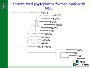 Napier stunt disease is transmitted by a leafhopper vector Maiestas (=Recilia) banda in Western Kenya