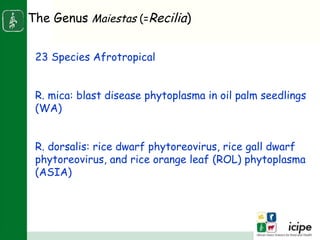 Napier stunt disease is transmitted by a leafhopper vector Maiestas (=Recilia) banda in Western Kenya