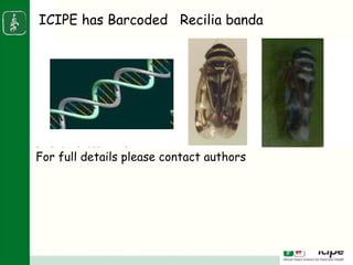 Napier stunt disease is transmitted by a leafhopper vector Maiestas (=Recilia) banda in Western Kenya