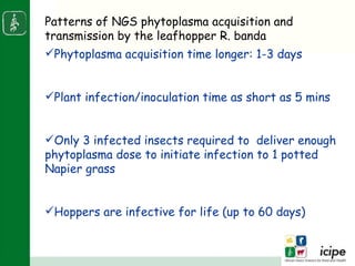 Napier stunt disease is transmitted by a leafhopper vector Maiestas (=Recilia) banda in Western Kenya