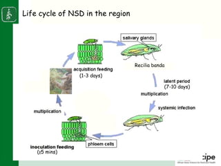 Napier stunt disease is transmitted by a leafhopper vector Maiestas (=Recilia) banda in Western Kenya