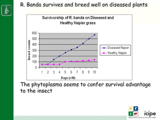 Napier stunt disease is transmitted by a leafhopper vector Maiestas (=Recilia) banda in Western Kenya