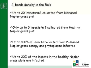 Napier stunt disease is transmitted by a leafhopper vector Maiestas (=Recilia) banda in Western Kenya