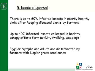 Napier stunt disease is transmitted by a leafhopper vector Maiestas (=Recilia) banda in Western Kenya