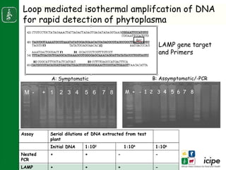 Napier stunt disease is transmitted by a leafhopper vector Maiestas (=Recilia) banda in Western Kenya