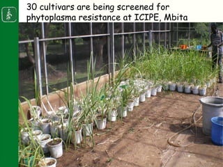 Napier stunt disease is transmitted by a leafhopper vector Maiestas (=Recilia) banda in Western Kenya