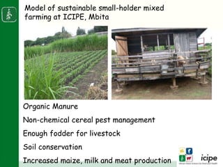 Napier stunt disease is transmitted by a leafhopper vector Maiestas (=Recilia) banda in Western Kenya