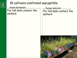 Napier stunt disease is transmitted by a leafhopper vector Maiestas (=Recilia) banda in Western Kenya