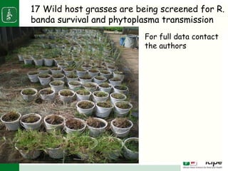 Napier stunt disease is transmitted by a leafhopper vector Maiestas (=Recilia) banda in Western Kenya