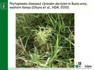 Napier stunt disease is transmitted by a leafhopper vector Maiestas (=Recilia) banda in Western Kenya