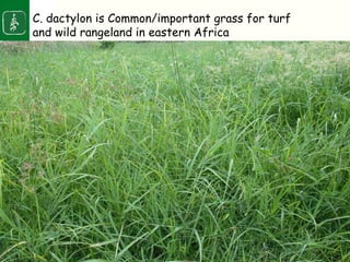 Napier stunt disease is transmitted by a leafhopper vector Maiestas (=Recilia) banda in Western Kenya