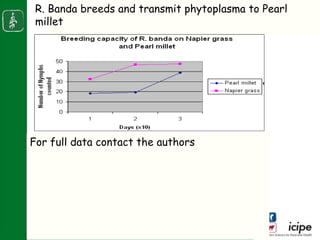 Napier stunt disease is transmitted by a leafhopper vector Maiestas (=Recilia) banda in Western Kenya
