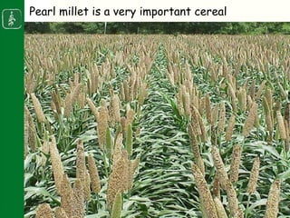 Napier stunt disease is transmitted by a leafhopper vector Maiestas (=Recilia) banda in Western Kenya