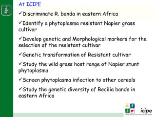 Napier stunt disease is transmitted by a leafhopper vector Maiestas (=Recilia) banda in Western Kenya