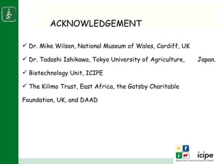 Napier stunt disease is transmitted by a leafhopper vector Maiestas (=Recilia) banda in Western Kenya