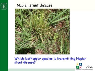 Napier stunt disease is transmitted by a leafhopper vector Maiestas (=Recilia) banda in Western Kenya