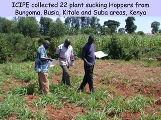 Napier stunt disease is transmitted by a leafhopper vector Maiestas (=Recilia) banda in Western Kenya