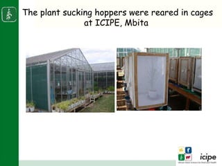 Napier stunt disease is transmitted by a leafhopper vector Maiestas (=Recilia) banda in Western Kenya