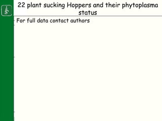 Napier stunt disease is transmitted by a leafhopper vector Maiestas (=Recilia) banda in Western Kenya