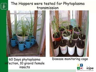 Napier stunt disease is transmitted by a leafhopper vector Maiestas (=Recilia) banda in Western Kenya