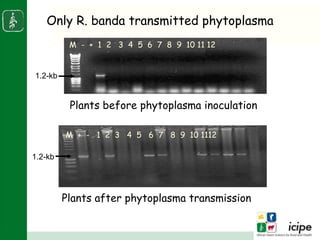 Napier stunt disease is transmitted by a leafhopper vector Maiestas (=Recilia) banda in Western Kenya