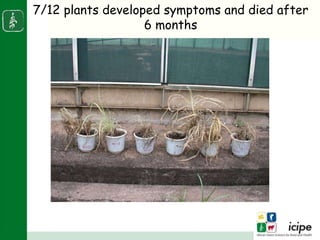 Napier stunt disease is transmitted by a leafhopper vector Maiestas (=Recilia) banda in Western Kenya