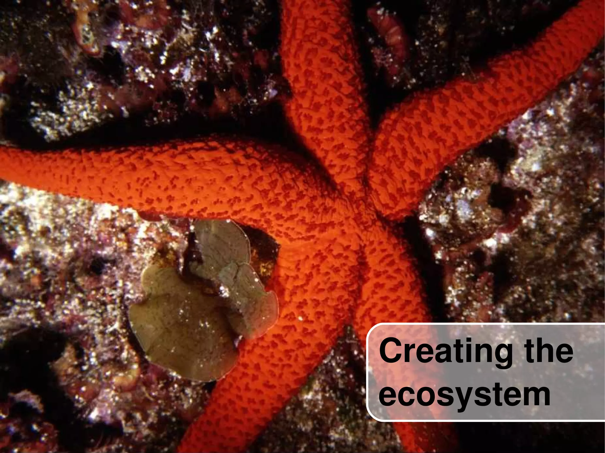 Creating the  ecosystem 