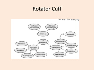 Rotator Cuff 