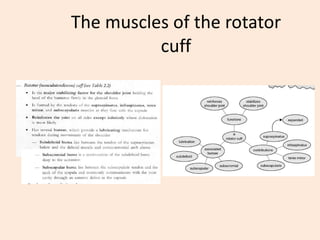 The muscles of the rotator cuff 