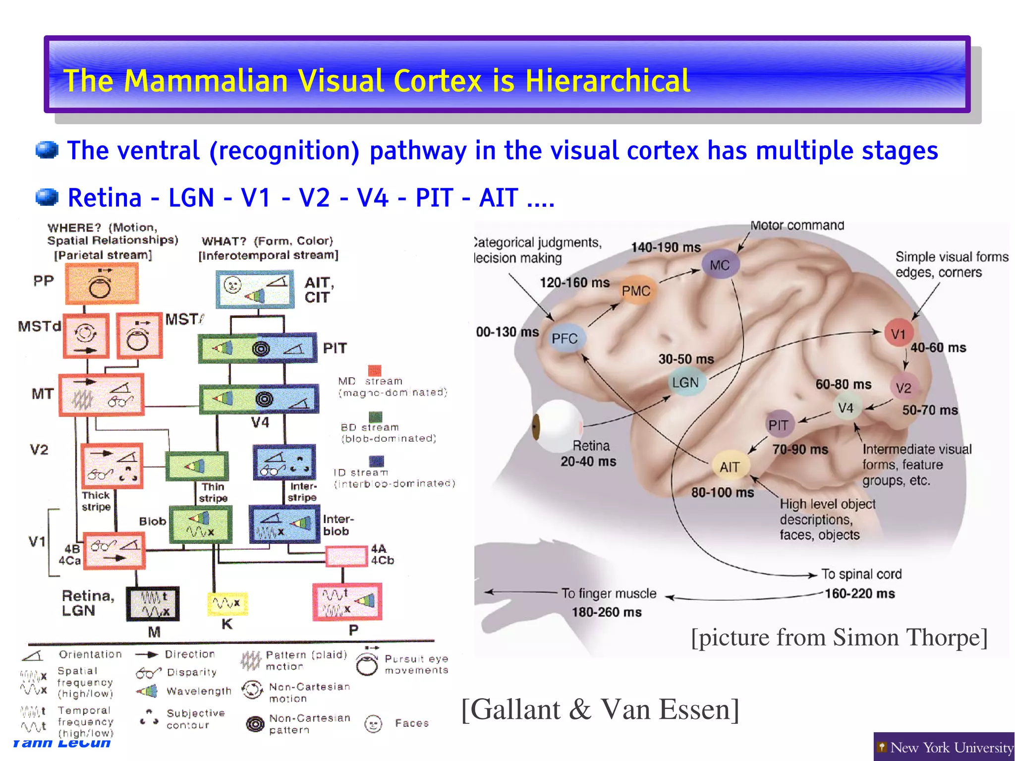 The Mammalian Visual Cortex is Hierarchical
      The Mammalian Visual Cortex is Hierarchical
     The ventral (recognition) pathway in the visual cortex has multiple stages
     Retina - LGN - V1 - V2 - V4 - PIT - AIT ....




                                                         [picture from Simon Thorpe]

                                        [Gallant & Van Essen] 
Yann LeCun
 