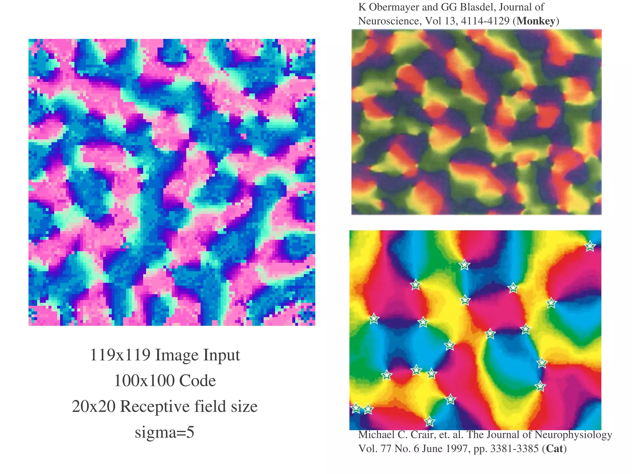 K Obermayer and GG Blasdel, Journal of 
                             Neuroscience, Vol 13, 4114­4129 (Monkey)




  119x119 Image Input
     100x100 Code
20x20 Receptive field size
       sigma=5               Michael C. Crair, et. al. The Journal of Neurophysiology 
                             Vol. 77 No. 6 June 1997, pp. 3381­3385 (Cat)
 