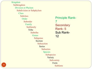 11
Kingdom
Subkingdom
Division or Phylum
Subdivision or Subphylum
Class
Subclass
Order
Suborder
Family
Subfamily
Tribe
Subtribe
Genus
Subgenus
Section
Subsection
Series
Subseries
Species
Subspecies
Variety
Subvariety
Form
Subform
Principle Rank-
7
Secondary
Rank- 5
Sub Rank-
12
 