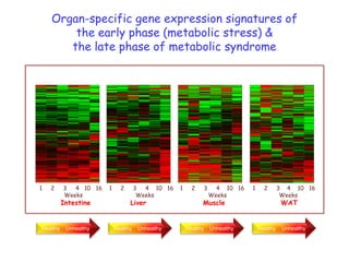 Organ-specific gene expression signatures of
                                           the early phase (metabolic stress) &
                                          the late phase of metabolic syndrome

                                                                                                                                                                                                                                           1      5   20   14464
1      3   6   33 3057                                                          1      3   10     50 2636                                                      1   12   87       6375

9.99                 0                                                                                                                                         8.69                 0                                                      15.2                0
                                                                                8.28                    0




                         SL_W1H_L   SL_W2_HL   SL_W3_HL   SL_W4_HL   SL_10_HL          SL_16_HL             SL_W1H_L   SL_W2_H_   SL_W3_H_   SL_W4HH_   SL_10_H_      SL_16_H_          SL_W1H_L   SL_W2_H_   SL_W3_H_   SL_W4_H_   SL_10_H_      SL_16_H_



                           1           2           3  4 10 16                                                1          2            3  4 10 16                                          1           2           3     4 10 16                                     1     2       3 4 10 16
                                                   Weeks                                                                              Weeks                                                                          Weeks                                                        Weeks
                                                Intestine                                                                         Liver                                                                         Muscle                                                            WAT


                              Healthy                 Unhealthy                                                   Healthy                    Unhealthy                                        Healthy                    Unhealthy                                     Healthy    Unhealthy
 