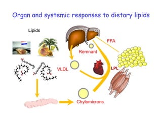 Organ and systemic responses to dietary lipids

     Lipids

                                     FFA

                      Remnant


               VLDL                   LPL




                      Chylomicrons
 
