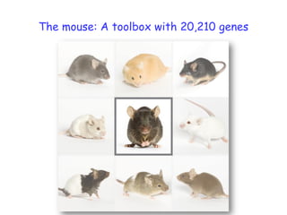 The mouse: A toolbox with 20,210 genes
 