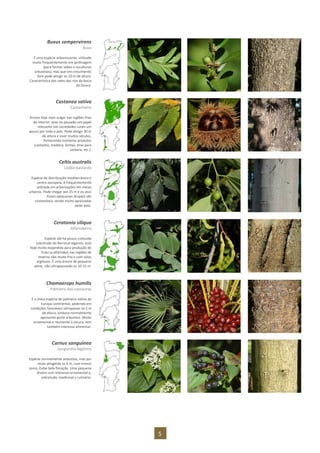 5
Buxus sempervirens
Buxo
É uma espécie arborescente, utilizada
muito frequentemente em jardinagem
(para formar sebes e esculturas
arbustivas), mas que em crescimento
livre pode atingir os 10 m de altura.
Característica dos vales dos rios da bacia
do Douro.
Castanea sativa
Castanheiro
Árvore hoje mais vulgar nas regiões frias
do interior, teve no passado um papel
relevante nas sociedades rurais um
pouco por todo o país. Pode atingir 30 m
de altura e viver muitos séculos,
fornecendo inúmeros produtos
(castanha, madeira, lenhas, tiras para
cestaria, etc.).
Celtis australis
Lódão-bastardo
Espécie de distribuição mediterrânica e
centro-europeia, é frequentemente
utilizada em arborizações em meios
urbanos. Pode chegar aos 25 m e os seus
frutos (pequenas drupas) são
comestíveis, sendo muito apreciados
pelas aves.
Ceratonia siliqua
Alfarrobeira
Espécie até há pouco cultivada
sobretudo do Barrocal algarvio, está
hoje muito expandida para produção de
fruto (a alfarroba) nas regiões de
inverno não muito frio e com solos
argilosos. É uma árvore de pequeno
porte, não ultrapassando os 10-15 m.
Chamaerops humilis
Palmeira-das-vassouras
É a única espécie de palmeira nativa da
Europa continental, podendo em
condições favoráveis ultrapassar os 5 m
de altura, embora normalmente
apresente porte arbustivo. Muito
ornamental e resistente à secura, tem
também interesse alimentar.
Cornus sanguinea
Sanguinho-legítimo
Espécie normalmente arbustiva, mas por
vezes atingindo os 6 m, com tronco
único. Exibe bela floração. Uma pequena
árvore com interesse ornamental e,
sobretudo, medicinal e culinário.
 