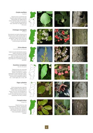 6
Corylus avellana
Aveleira
Pequena árvore característica dos
fundos de vales húmidos e com solos
desenvolvidos das regiões Norte e
Centro. Podendo atingir 10 m de altura,
é muito cultivada para produção de
fruto, sobretudo nas regiões de clima
frio e seco.
Crataegus monogyna
Pilriteiro
Normalmente com porte arbustivo ou de
pequena árvore, pode contudo atingir os
15m de altura e ter troncos de até 1 m
de diâmetro. Espécie muito comum por
todo o país, mas com um potencial
ornamental pouco aproveitado.
Erica arborea
Urze-arbórea, urze-branca
Espécie de ampla distribuição europeia,
asiática e africana, em Portugal
apresenta um porte sobretudo arbustivo
(até 6 m). Produz uma lenha muito
apreciada e da madeira das suas raízes e
toiças fabricam-se cachimbos de elevada
qualidade.
Euonimus europaeus
Barrete-de-padre
Pequena árvore rara, ocorrendo
naturalmente apenas em Trás-os-
Montes. Porte até 8 m, surgindo
sobretudo em matas ribeirinhas e sebes.
Apresenta inúmeras utilizações, desde a
tinturaria até à produção de madeira.
Fot. 1: Carlos Aguiar; fot. 3: O.M., AAP
Fagus sylvatica
Faia
Árvore de grande porte, típica das
regiões europeias mais húmidas e de
verões frescos. De altura até 40 m
metros, foi no séc. XIX reintroduzida no
Gerês e noutras serras do Norte e do
Centro, formando hoje extensos maciços
espontâneos nos vales e umbrias.
Frangula alnus
Sanguinho
Pequena árvore ou, mais
frequentemente, arbusto, característico
das matas e bosques mais húmidos do
Noroeste do Continente. Alcança os
10 m, tendo a sua casca, raminhos e
frutos propriedades medicinais e
corantes.
 